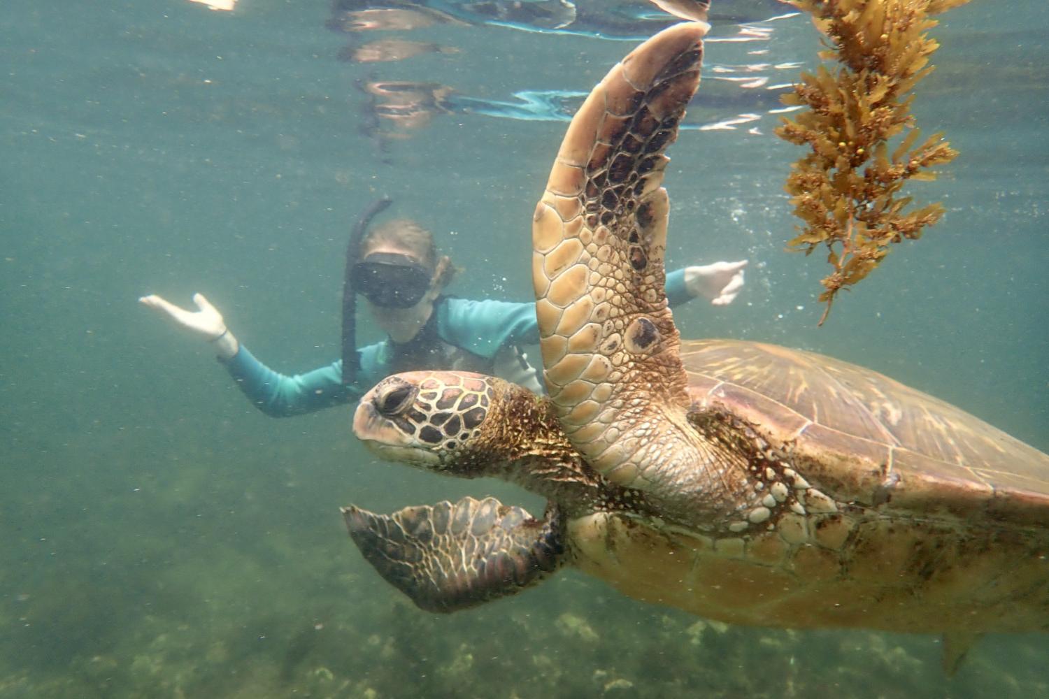 一名<a href='http://ysxo.ngskmc-eis.net'>博彩网址大全</a>学生在Galápagos群岛游学途中与一只巨龟游泳.